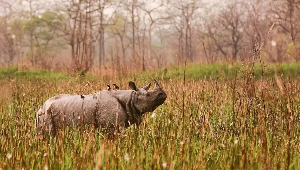 Kaziranga showcases North East India's tourism potential at the event