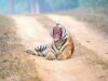 Why Summertime Is the Greatest Time to Take a Luxurious Wildlife Safari in Panna National Park.