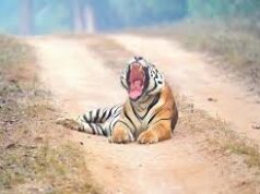Why Summertime Is the Greatest Time to Take a Luxurious Wildlife Safari in Panna National Park.