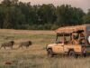 Windows On The Wild Launches New Kenya Itineraries | News
