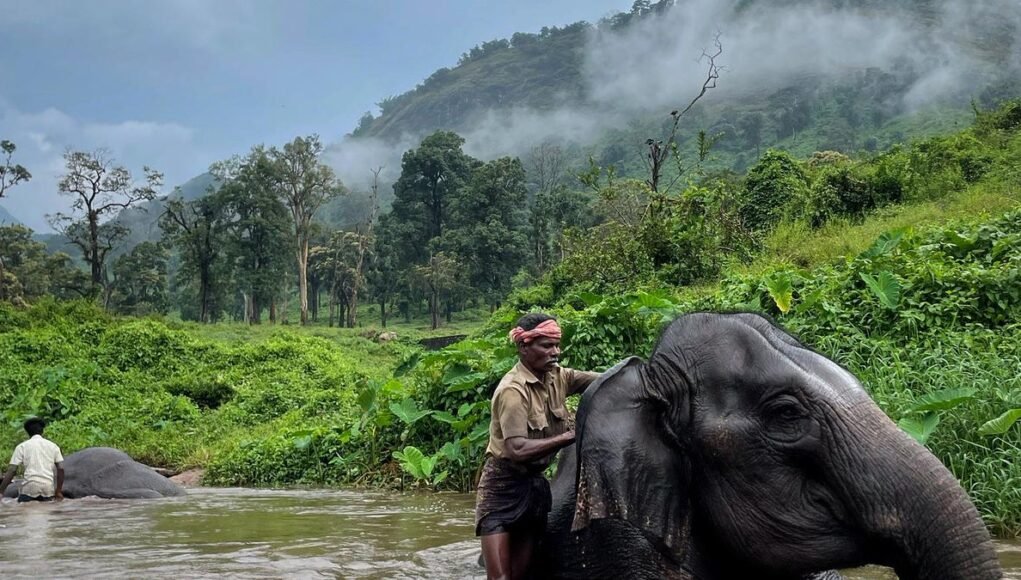 The elephant whisperers of the Western Ghats The elephant whisperers of the Western Ghats