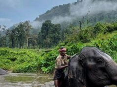 The elephant whisperers of the Western Ghats