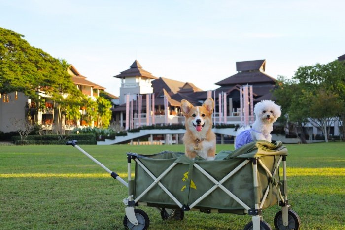 MARRIOTT BONVOY INVITES PET PARENTS AND THEIR FURRY COMPANIONS TO ENJOY PET-FRIENDLY ESCAPES | News MARRIOTT BONVOY INVITES PET PARENTS AND THEIR FURRY COMPANIONS TO ENJOY PET-FRIENDLY ESCAPES | News