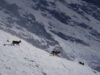 Inside ‘Wild Kashmir’, a documentary taking viewers on an immersive journey into Dachigam National Park
