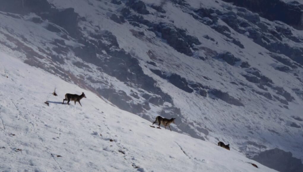 Inside ‘Wild Kashmir’, a documentary taking viewers on an immersive journey into Dachigam National Park