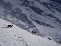 Inside ‘Wild Kashmir’, a documentary taking viewers on an immersive journey into Dachigam National Park