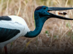 Australia’s most spectacular wildlife show – Kakadu Bird Week 23 – 27 September 2026 | News