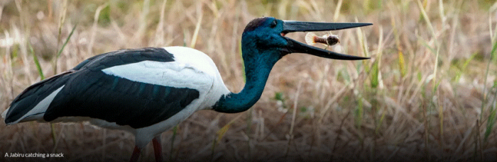 Australia’s most spectacular wildlife show – Kakadu Bird Week 23 – 27 September 2026 | News Australia’s most spectacular wildlife show – Kakadu Bird Week 23 – 27 September 2026 | News