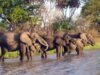 Selous: Tanzania’s Wild Heart Takes Centre Stage | Focus