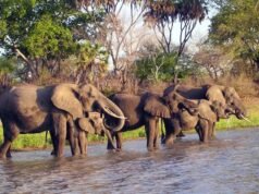 Selous: Tanzania’s Wild Heart Takes Centre Stage | Focus