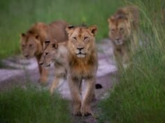 Safari travellers are increasingly booking Africa’s Green Season | News