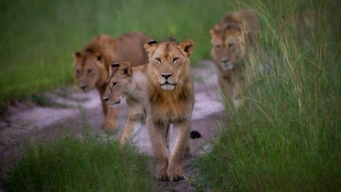 Safari travellers are increasingly booking Africa’s Green Season | News Safari travellers are increasingly booking Africa’s Green Season | News