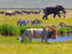 Serengeti: Where Africa Still Runs Wild | Focus