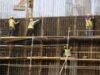 India’s August industrial output grows 8%, beating expectation