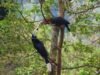 Dia Mirza-voiced documentary ‘The Hornbill Promise’ looks at Latpanchar’s rufous-necked hornbills