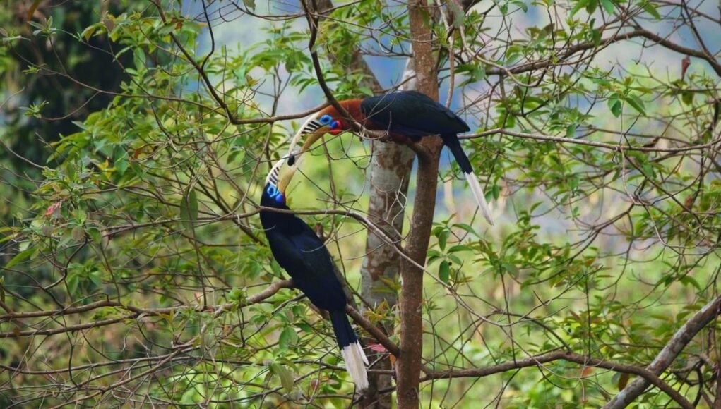 Dia Mirza-voiced documentary ‘The Hornbill Promise’ looks at Latpanchar’s rufous-necked hornbills Dia Mirza-voiced documentary ‘The Hornbill Promise’ looks at Latpanchar’s rufous-necked hornbills