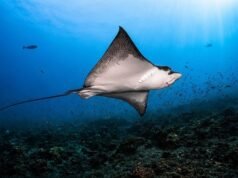 HOLIDAY INN RESORT KANDOOMA MALDIVES CELEBRATES THIRD ANNUAL MANTA MONTH | News