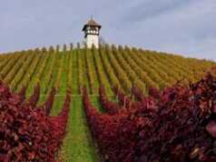 The Rhône Valley Named France’s Most Photographed Autumn Wine Region | News