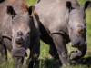 Anantara Stanley & Livingstone Celebrates the Arrival of White Rhino for World Rhino Day | News