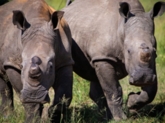 Anantara Stanley & Livingstone Celebrates the Arrival of White Rhino for World Rhino Day | News