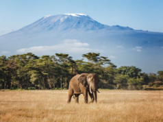 British Airways announces new Tanzania routes and network update for summer 2027 | News