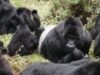 Ugandans Plant Trees to Protect Gorilla Habitat | News