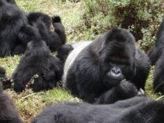 Ugandans Plant Trees to Protect Gorilla Habitat | News