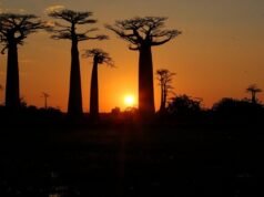 Cactus Tours Madagascar: Discovering the Island Through Local Eyes | Focus