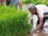 AI and traditional farming can coexist: Google executive on Indian agri models | Technology News