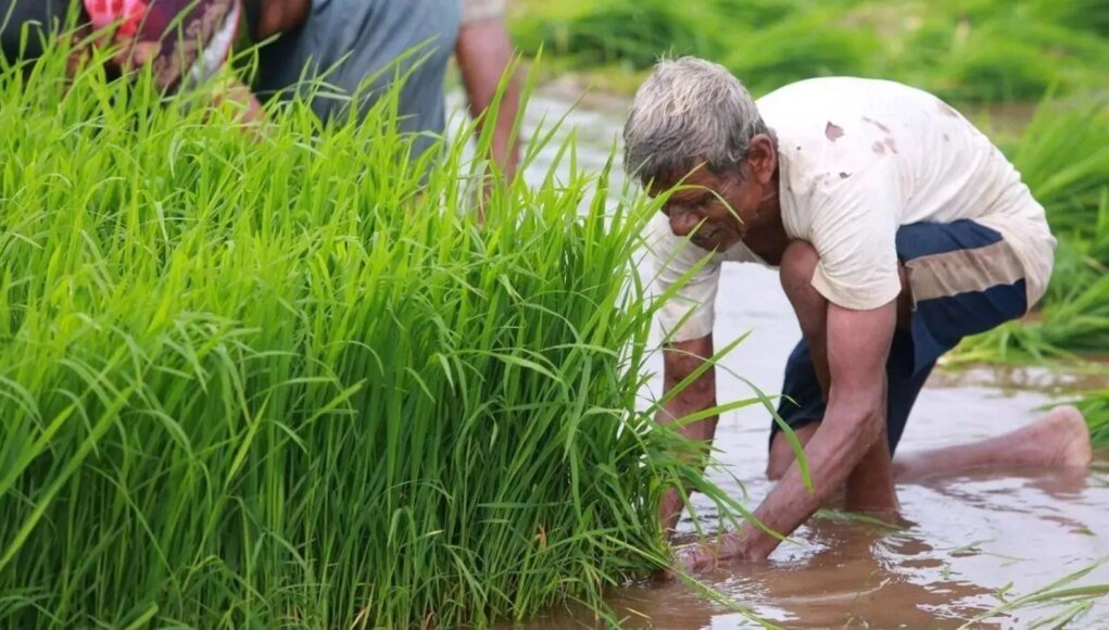 AI and traditional farming can coexist: Google executive on Indian agri models | Technology News AI and traditional farming can coexist: Google executive on Indian agri models | Technology News