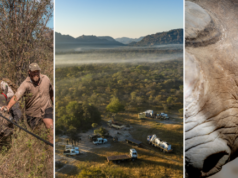African Bush Camps Launches New Conservation Experience to Celebrate World Rhino Day | News