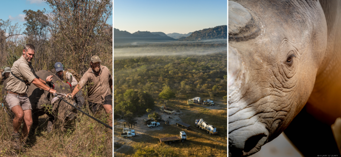 African Bush Camps Launches New Conservation Experience to Celebrate World Rhino Day | News African Bush Camps Launches New Conservation Experience to Celebrate World Rhino Day | News