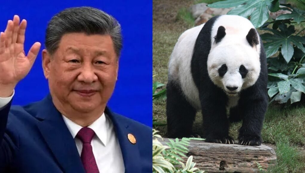 Xi Jinping announces to gift two pandas to US an envoy of friendship between two countries