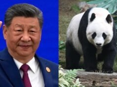 Xi Jinping announces to gift two pandas to US an envoy of friendship between two countries