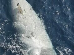 Iran claims it captured US submarine drone in Strait of Hormuz, US says it had ‘malfunctioned’