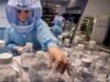Russia lab worker dies of ‘mystery’ illness, nearly 200 quarantined after suspected deadly virus leak
